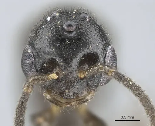 Stigmatomma liebe - CASENT0724171