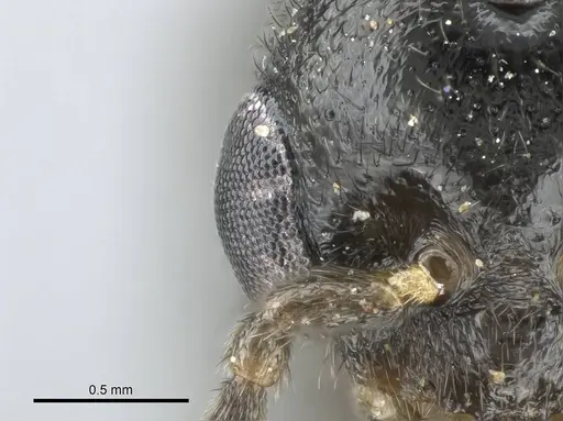 Stigmatomma liebe - CASENT0724171