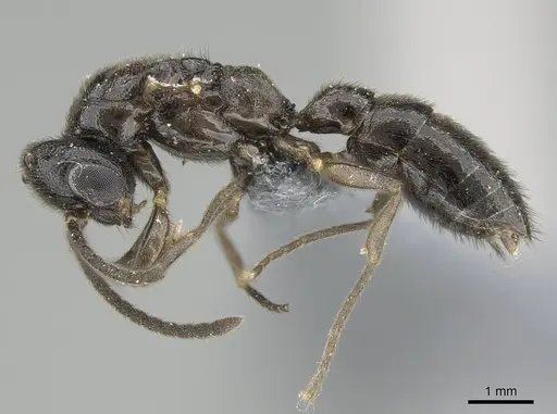 Stigmatomma liebe - CASENT0724171