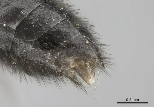 Stigmatomma liebe - CASENT0724171