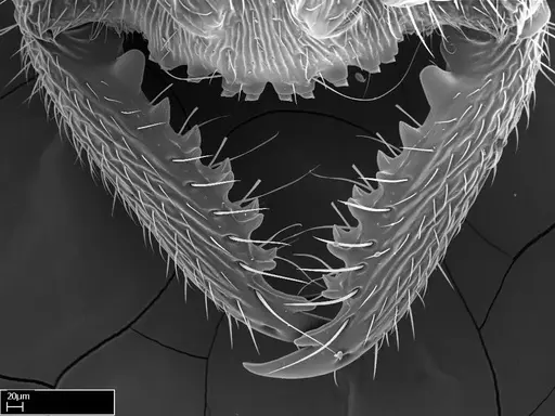 Stigmatomma liebe - CASENT0724172