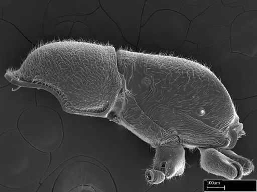 Stigmatomma liebe - CASENT0724172