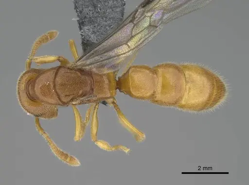 Stigmatomma liebe - CASENT0724177