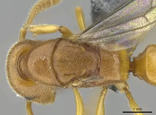 Stigmatomma liebe - CASENT0724177