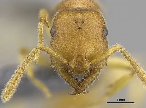 Stigmatomma liebe - CASENT0724177