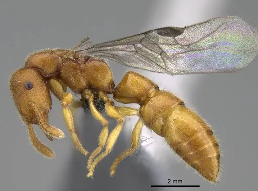 Stigmatomma liebe - CASENT0724177