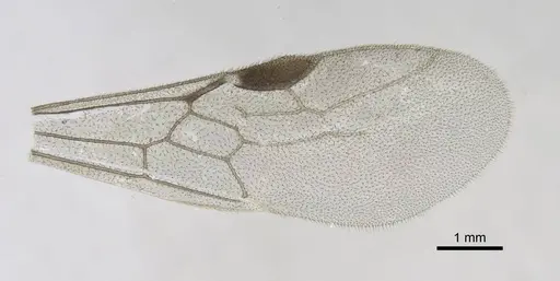 Stigmatomma liebe - CASENT0724177