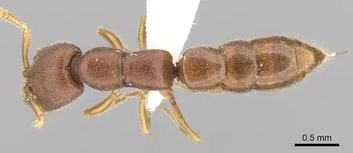 Stigmatomma liebe - CASENT0746700