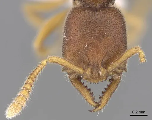 Stigmatomma liebe - CASENT0746700