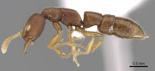 Stigmatomma liebe - CASENT0746700