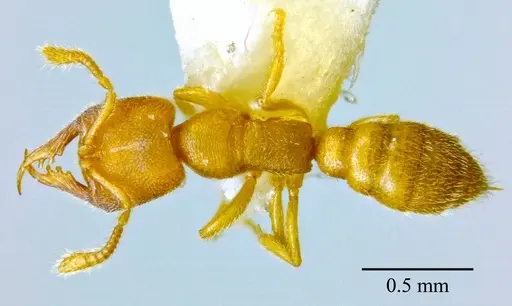 Stigmatomma luyiae specimen