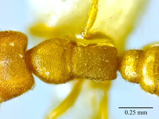 Stigmatomma luyiae specimen