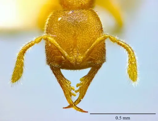 Stigmatomma luyiae specimen