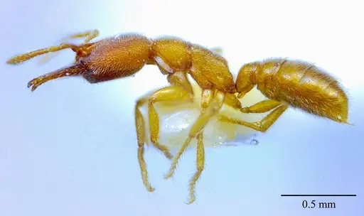 Stigmatomma luyiae - ANTWEB1032000