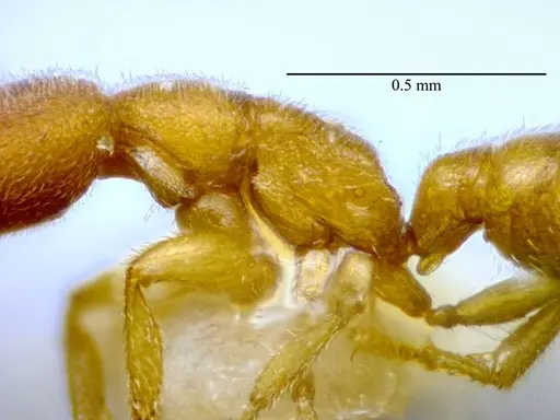 Stigmatomma luyiae - ANTWEB1032000