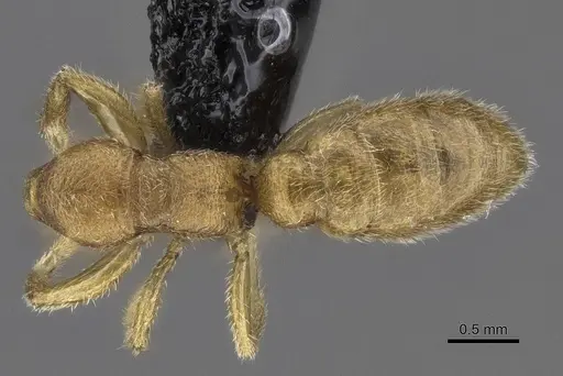 Stigmatomma luyiae - CASENT0922349