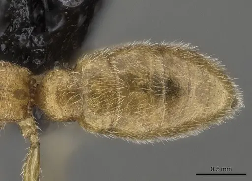 Stigmatomma luyiae - CASENT0922349