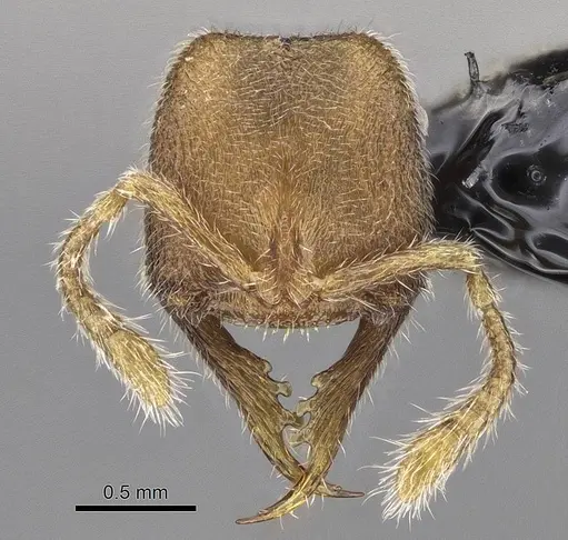 Stigmatomma luyiae - CASENT0922349