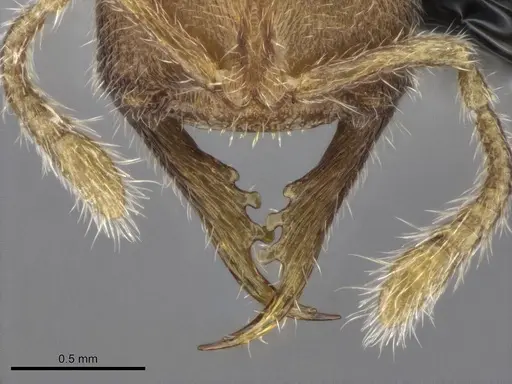 Stigmatomma luyiae - CASENT0922349