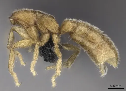 Stigmatomma luyiae - CASENT0922349