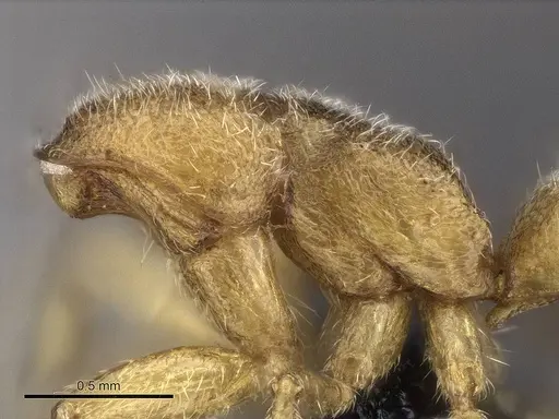 Stigmatomma luyiae - CASENT0922349