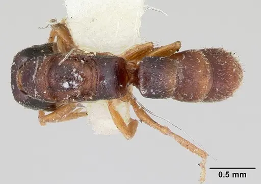 Stigmatomma luzonicum specimen