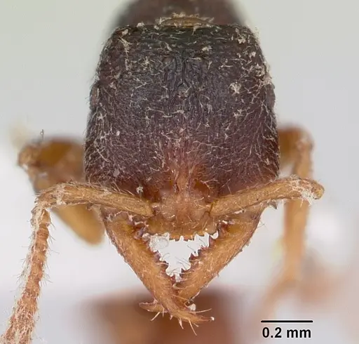 Stigmatomma luzonicum specimen