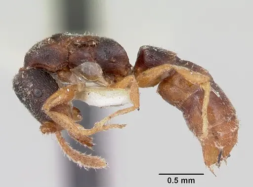 Stigmatomma luzonicum specimen