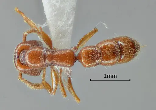Stigmatomma meilianum specimen