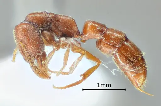 Stigmatomma meilianum specimen