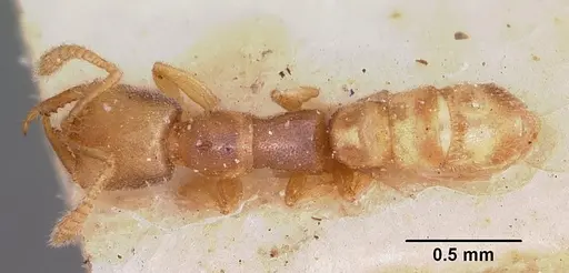 Stigmatomma minutum - CASENT0104570