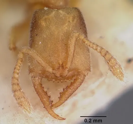 Stigmatomma minutum - CASENT0104570