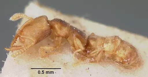 Stigmatomma minutum - CASENT0104570