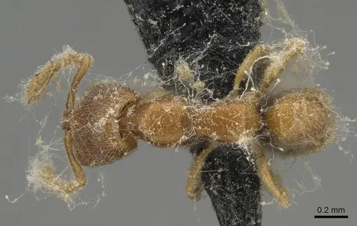 Stigmatomma minutum - CASENT0923150