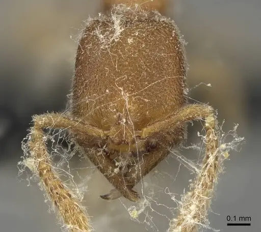 Stigmatomma minutum - CASENT0923150