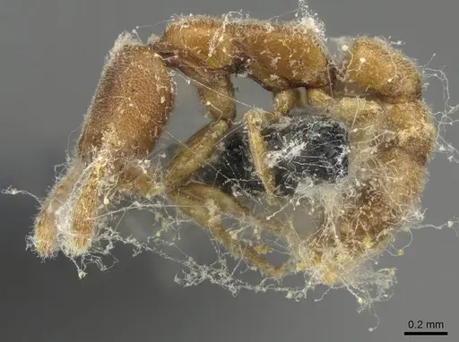 Stigmatomma minutum - CASENT0923150