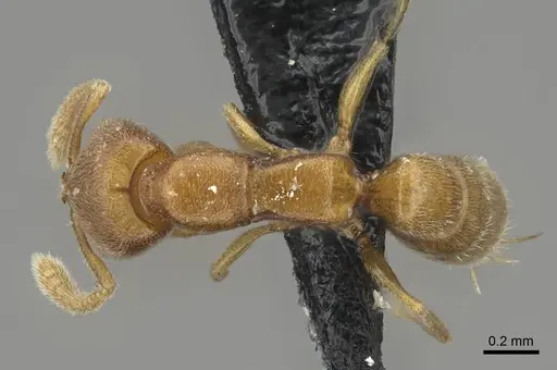 Stigmatomma minutum - CASENT0923151