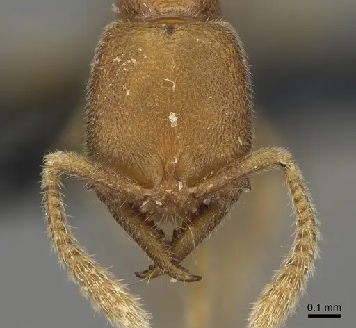 Stigmatomma minutum - CASENT0923151