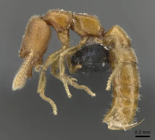 Stigmatomma minutum - CASENT0923151