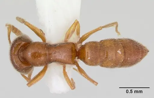 Stigmatomma minutum - MCZ-ENT00745359