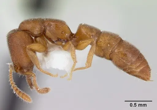 Stigmatomma minutum - MCZ-ENT00745359