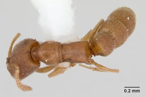 Stigmatomma minutum - MCZ-ENT00745360