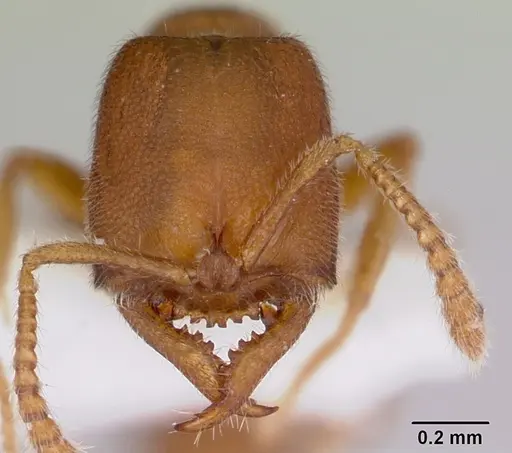 Stigmatomma minutum - MCZ-ENT00745360