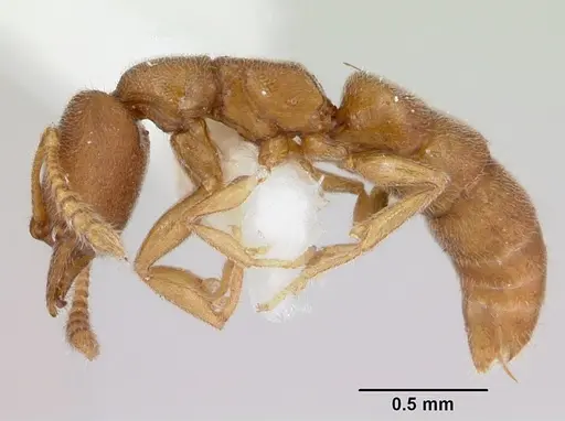Stigmatomma minutum - MCZ-ENT00745360