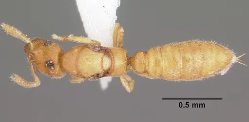 Stigmatomma mulanae specimen