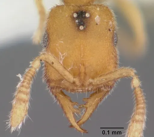 Stigmatomma mulanae specimen