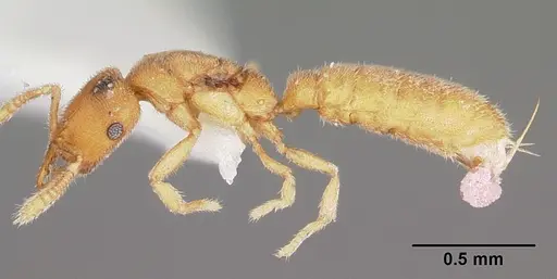 Stigmatomma mulanae - CASENT0104980