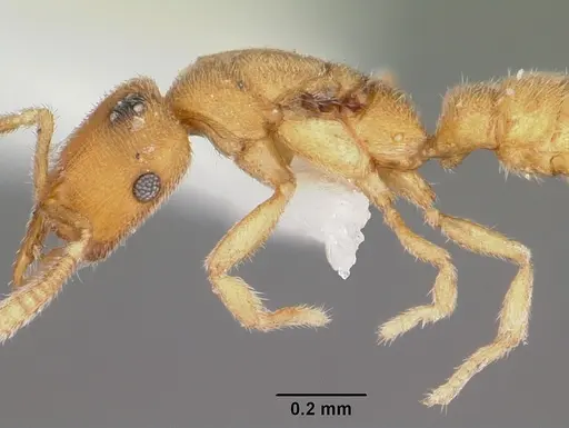 Stigmatomma mulanae - CASENT0104980