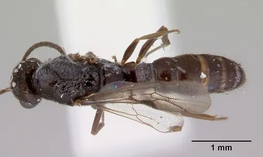 Stigmatomma noonadan specimen