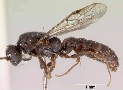 Stigmatomma noonadan specimen